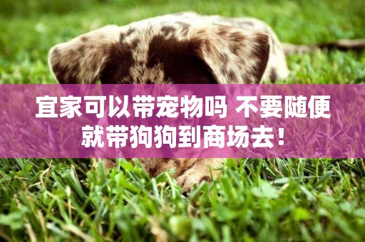 宜家可以帶寵物嗎 不要隨便就帶狗狗到商場去！