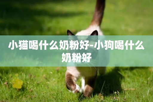 小貓喝什么奶粉好-小狗喝什么奶粉好