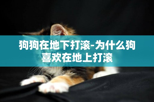 狗狗在地下打滾-為什么狗喜歡在地上打滾