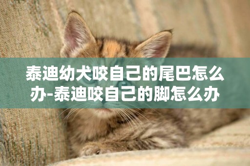 泰迪幼犬咬自己的尾巴怎么辦-泰迪咬自己的腳怎么辦