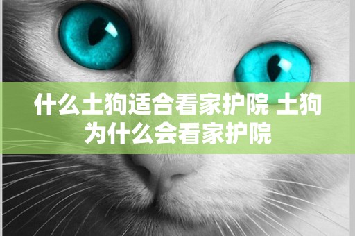 什么土狗適合看家護院 土狗為什么會看家護院