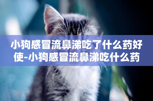 小狗感冒流鼻涕吃了什么藥好使-小狗感冒流鼻涕吃什么藥