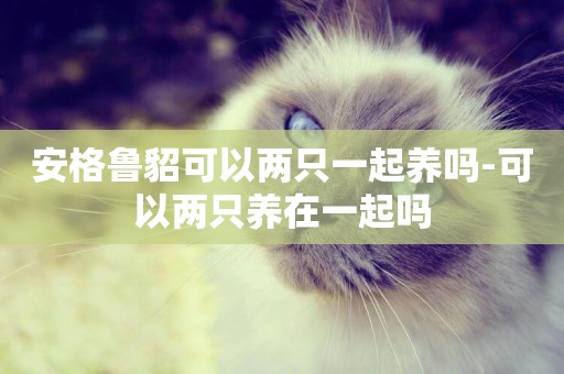 安格魯貂可以兩只一起養嗎-可以兩只養在一起嗎