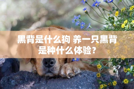 黑背是什么狗 養一只黑背是種什么體驗？
