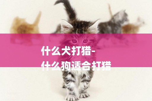 什么犬打獵-
什么狗適合打獵