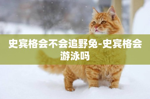 史賓格會不會追野兔-史賓格會游泳嗎