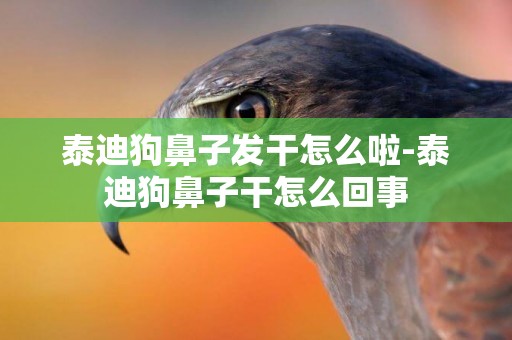 泰迪狗鼻子發干怎么啦-泰迪狗鼻子干怎么回事
