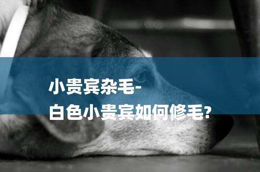 小貴賓雜毛-
白色小貴賓如何修毛?
