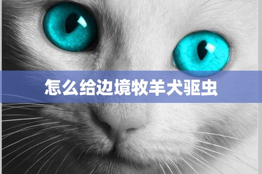 怎么給邊境牧羊犬驅蟲