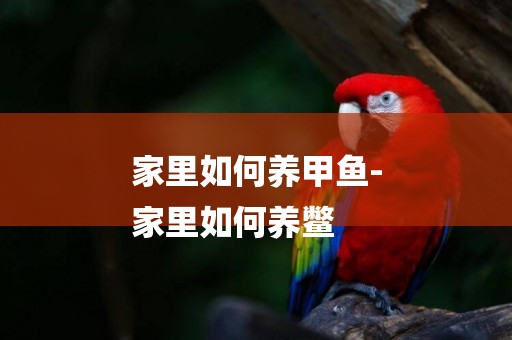 家里如何養甲魚-
家里如何養鱉