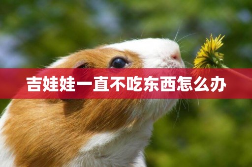 吉娃娃一直不吃東西怎么辦