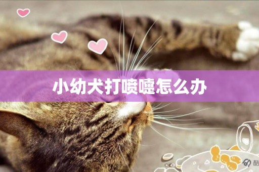 小幼犬打噴嚏怎么辦