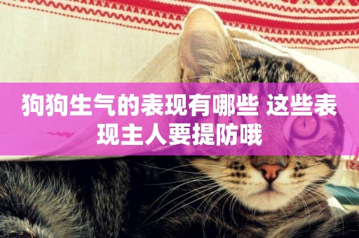 狗狗生氣的表現有哪些 這些表現主人要提防哦