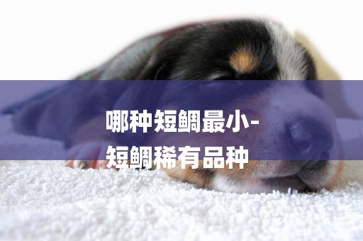 哪種短鯛最小-
短鯛稀有品種