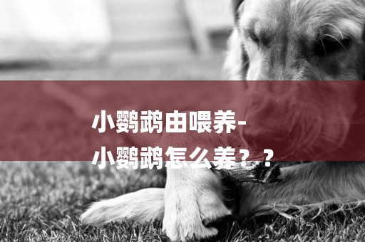 小鸚鵡由喂養-
小鸚鵡怎么養？？