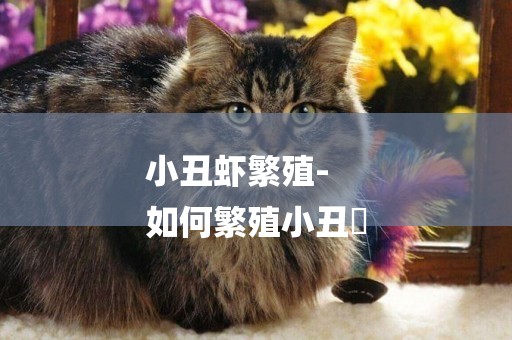 小丑蝦繁殖-
如何繁殖小丑魚