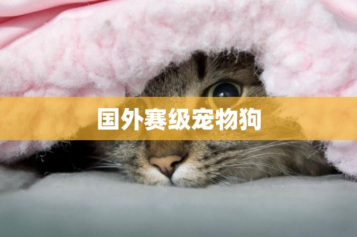 國外賽級寵物狗