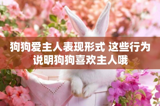 狗狗愛主人表現形式 這些行為說明狗狗喜歡主人哦