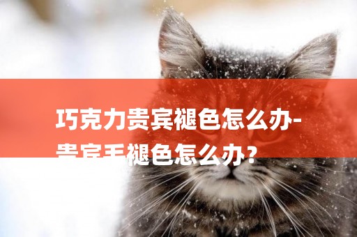 巧克力貴賓褪色怎么辦-
貴賓毛褪色怎么辦？