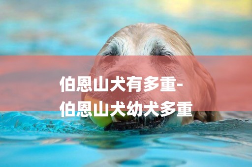 伯恩山犬有多重-
伯恩山犬幼犬多重
