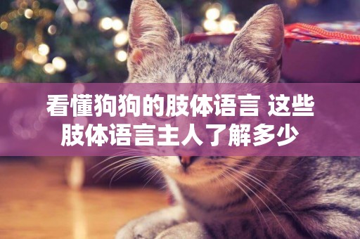 看懂狗狗的肢體語言 這些肢體語言主人了解多少