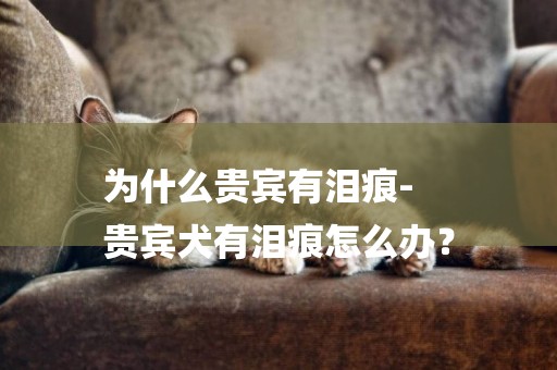 為什么貴賓有淚痕-
貴賓犬有淚痕怎么辦？