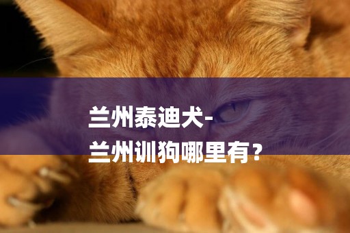 蘭州泰迪犬-
蘭州訓狗哪里有？