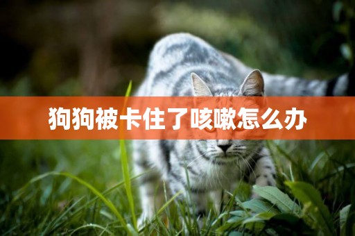 狗狗被卡住了咳嗽怎么辦