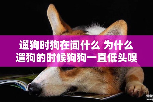 遛狗時狗在聞什么 為什么遛狗的時候狗狗一直低頭嗅