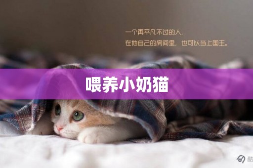 喂養小奶貓