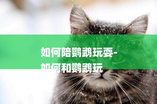 如何陪鸚鵡玩耍-
如何和鸚鵡玩