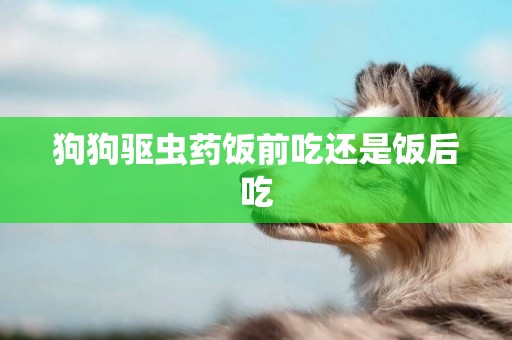 狗狗驅蟲藥飯前吃還是飯后吃
