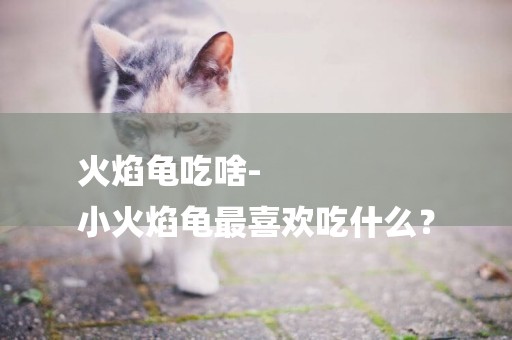 火焰龜吃啥-
小火焰龜最喜歡吃什么？