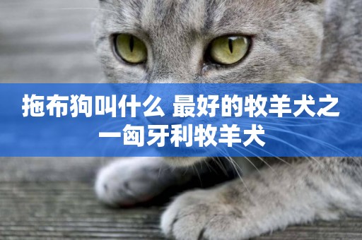 拖布狗叫什么 最好的牧羊犬之一匈牙利牧羊犬