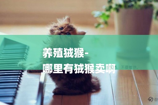 養殖狨猴-
哪里有狨猴賣啊
