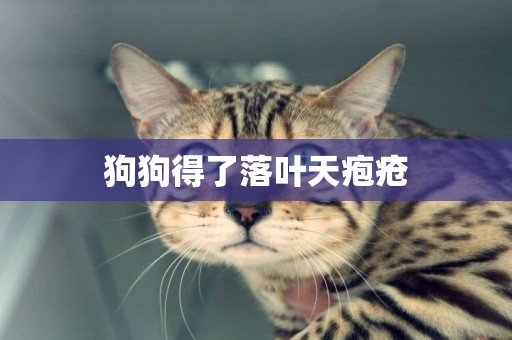 狗狗得了落葉天皰瘡