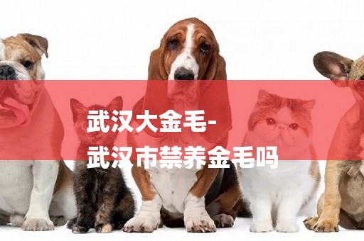 武漢大金毛-
武漢市禁養金毛嗎