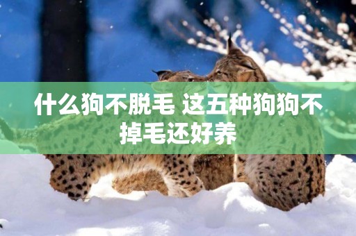 什么狗不脫毛 這五種狗狗不掉毛還好養