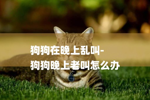 狗狗在晚上亂叫-
狗狗晚上老叫怎么辦