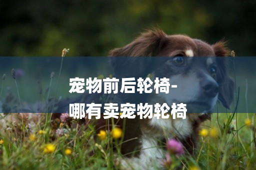 寵物前后輪椅-
哪有賣寵物輪椅