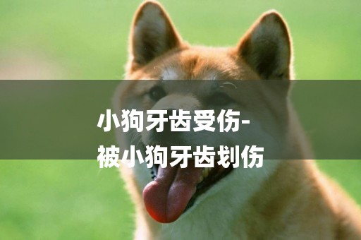 小狗牙齒受傷-
被小狗牙齒劃傷