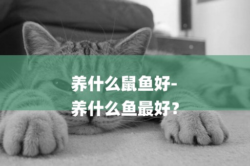養什么鼠魚好-
養什么魚最好？