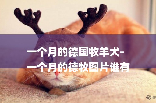 一個月的德國牧羊犬-
一個月的德牧圖片誰有