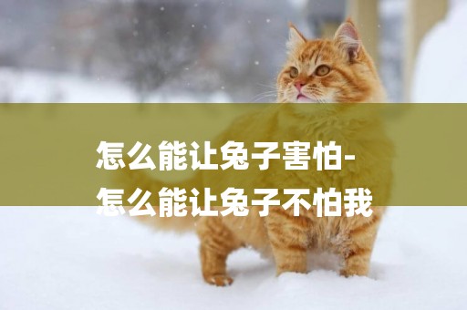 怎么能讓兔子害怕-
怎么能讓兔子不怕我