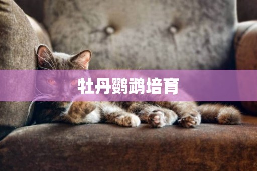 牡丹鸚鵡培育