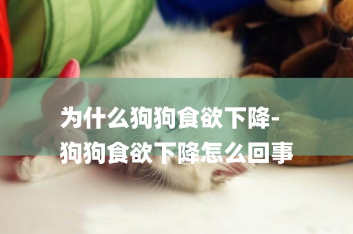為什么狗狗食欲下降-
狗狗食欲下降怎么回事