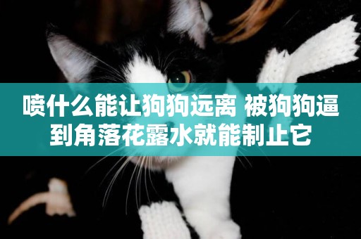 噴什么能讓狗狗遠離 被狗狗逼到角落花露水就能制止它