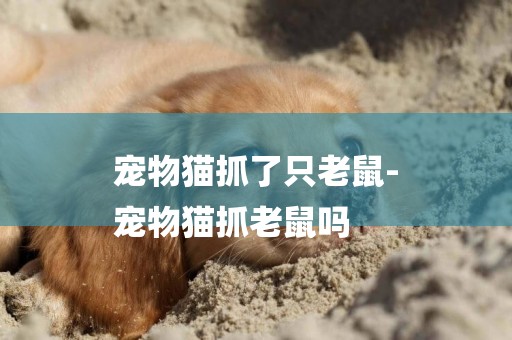 寵物貓抓了只老鼠-
寵物貓抓老鼠嗎