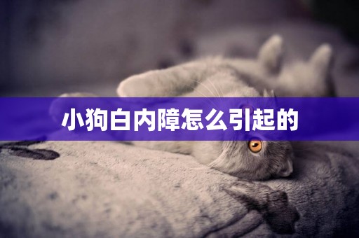 小狗白內障怎么引起的