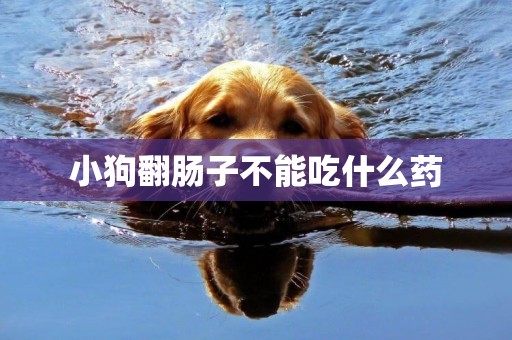 小狗翻腸子不能吃什么藥